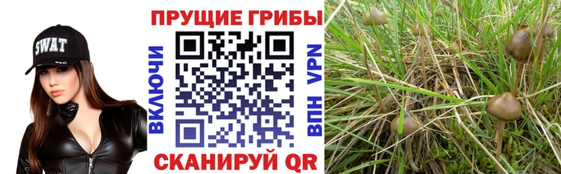 Галлюциногенные грибы MAGIC MUSHROOMS  Электрогорск 